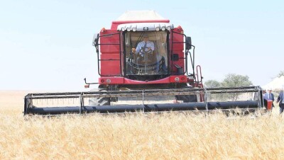 Аким Туркестанской области за рулём комбайна вышел в поле косить зерно