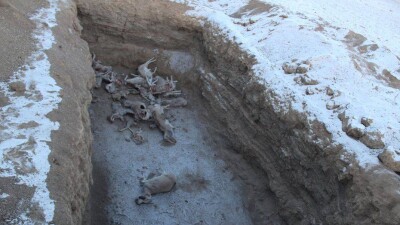 В Монголии вслед за Казахстаном массово гибнет сайга