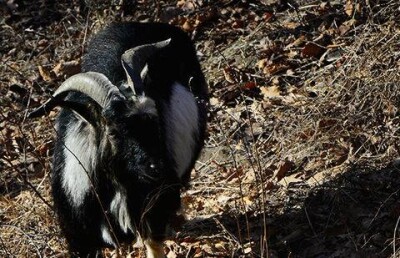 В российский парламент будет баллотироваться один козёл