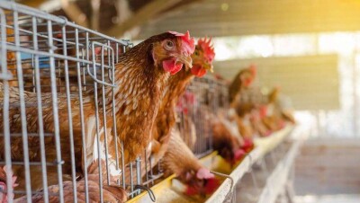 Вспышки птичьего гриппа зафиксированы в Саудовской Аравии и во Вьетнаме 