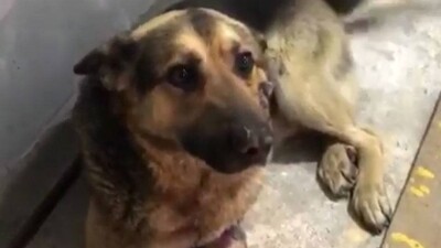 Спасённой врачами овчарке по кличке Мухтар нашли новых хозяев