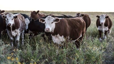 В Акмолинской области сняли объявленный из-за сибирской язвы карантин