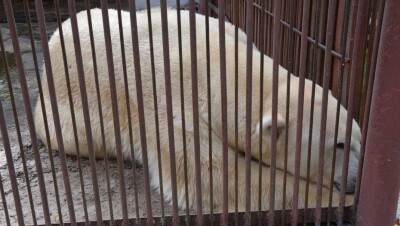 В Европе животные живут лучше, чем люди в Казахстане – директор зоопарка Алматы