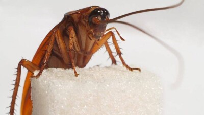 Тараканы заполонили столовую и кабинеты школы в Актау