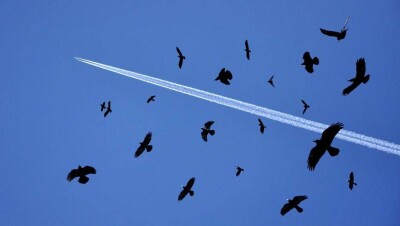 Самолёт "Эйр Астаны" вернулся в аэропорт вылета из-за столкновения с птицей