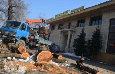 Общественники Алматы не смогли защитить деревья от вырубки ради парковки 