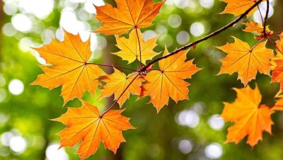 Погоду без осадков обещают синоптики на 13 сентября