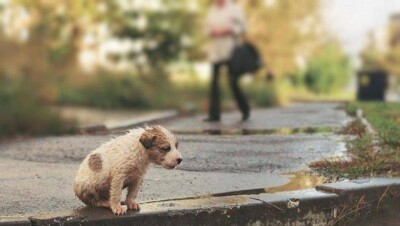 Заменить отстрел беспризорных животных стерилизацией предложили акиму Астаны