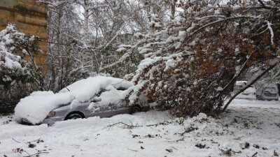  Под тяжестью снега деревья падают в Усть-Каменогорске