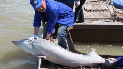 В Казахстане осетровым рыбам присваивают генетические паспорта для контроля популяций