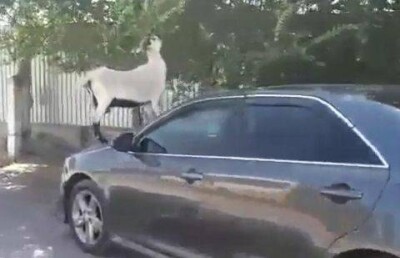 В Алматы Toyota пострадала от козлов