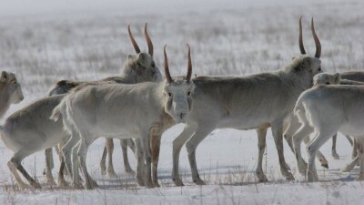 Сотрудников полиции с сайгачьими рогами задержали в ЗКО