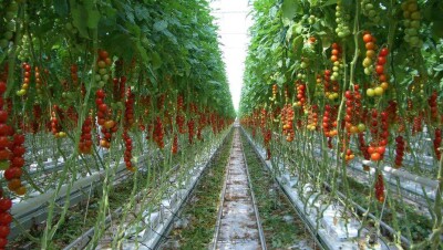 В Алматы 5000 тонн томатов в год будут выращивать без почвы