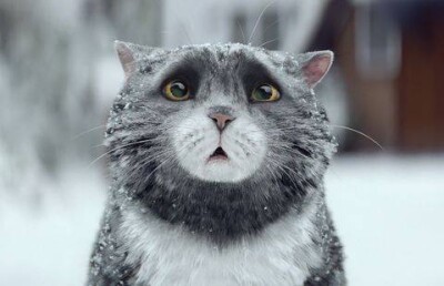 Почти 8 млн просмотров набрал мультфильм о злоключениях кошки
