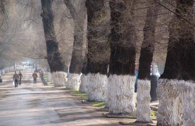 "Зелёная" политика Верного – Алма-Аты – Алматы