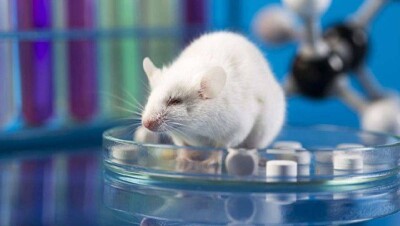 Биологи вырастили крохотный человеческий мозг и пересадили его мышам 
