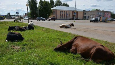 В Алматинской области не хватает земли для пастбищ