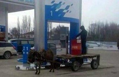 Осёл на заправке рассмешил жителей Тараза