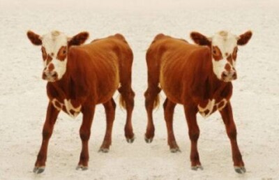 Клонировать животных в промышленных масштабах начнут в Китае