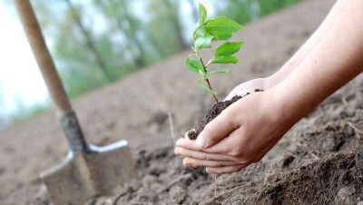 Алматинцев призвали предлагать места для высадки деревьев. Саженцы им выдадут