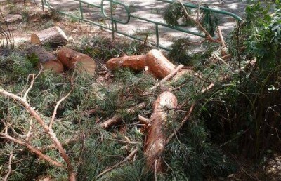 В Алматы за неделю спилили около двухсот деревьев