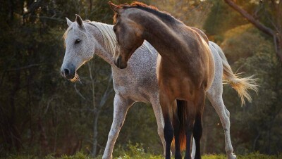 Разгуливающих по центру Актау лошадей сняли на видео