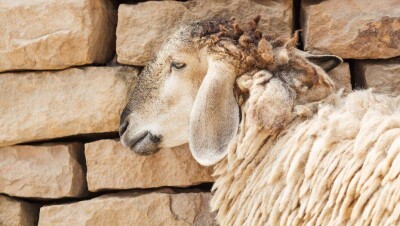 В Казахстане заработал сайт для подачи заявок на проведение онлайн-обряда жертвоприношения в Курбан айт