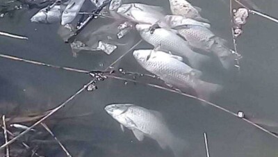 Две тонны рыбы погибло из-за порыва канализационной трубы в Алматинской области