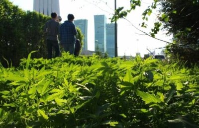 В Астане никто не был наказан за дикорастущую на улицах коноплю