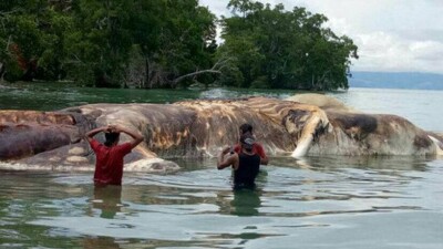 Загадочного морского гиганта вынесло на побережье в Индонезии