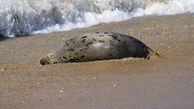 В Актау по неустановленным причинам продолжают гибнуть тюлени