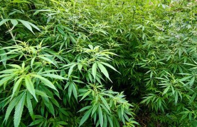 Более тонны конопли изъято у гражданина Казахстана погранслужбой КНБ РК