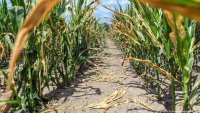 Фермеры ФРГ подали в суд на правительство из-за потепления климата. Иск отклонили