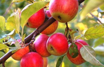 Первый Премьер-министр РК Терещенко раздал алматинцам 5 тысяч яблоневых саженцев