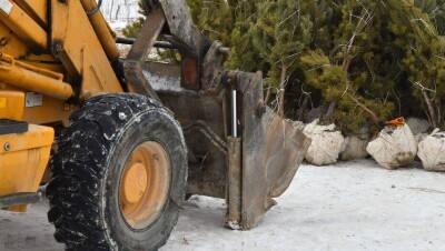 В сосновом бору Алматы высадили 470 саженцев хвойных деревьев