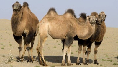 Каракурты убили шесть верблюдов в Атырауской области