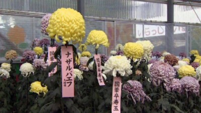 Новый сорт хризантем в честь Назарбаева вывели в Японии к его приезду