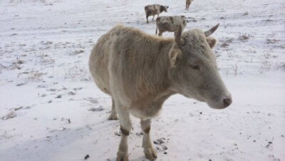 Начался суд по делу о вспышке сибирской язвы в Павлодарской области