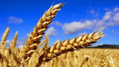 В ЗКО возник дефицит собственного зерна из-за неурожая