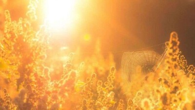 Чрезвычайная пожарная опасность из-за жары сохраняется в восьми регионах Казахстана 