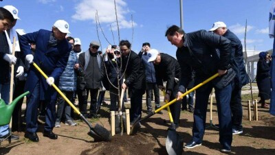 В Нур-Султане посадили 800 яблонь морозостойких сортов