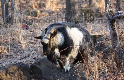 У козла Тимура на грядущих выборах подбирается своя пиар-команда