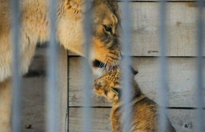 В зоопарке Караганды незаконно торговали животными