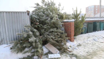 Мусорные площадки Костаная превратили в кладбище для новогодних ёлок