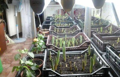 В Экибастузе бизнес-леди выращивает тюльпаны, чтобы купить себе почку