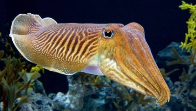 Китайские учёные нашли в чернилах каракатицы эффективное вещество для лечения рака