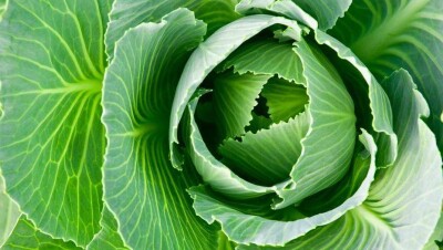 Цена за килограмм капусты снизилась до 10 тенге, фермеры просят забрать её бесплатно