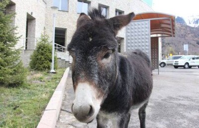 На каток Медеу в Алматы пришли ослы