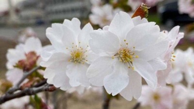 В Японии новый сорт сакуры назвали Нур-Султан