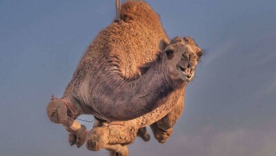 Сотню верблюдов купили арабские предприниматели в Кызылординской области